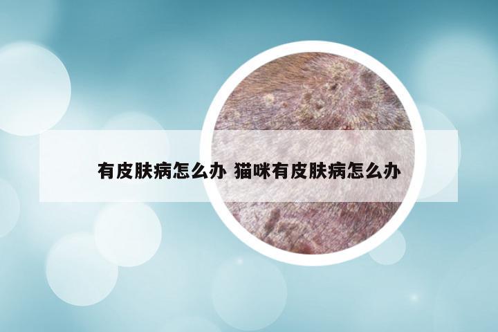有皮肤病怎么办 猫咪有皮肤病怎么办