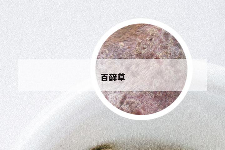 百藓草