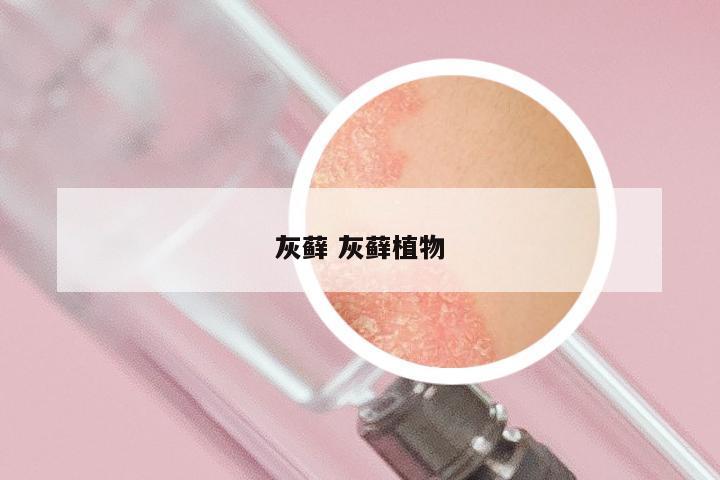 灰藓 灰藓植物