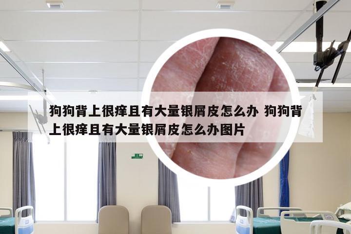 狗狗背上很痒且有大量银屑皮怎么办 狗狗背上很痒且有大量银屑皮怎么办图片