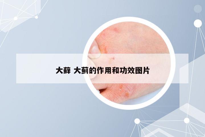 大藓 大蓟的作用和功效图片